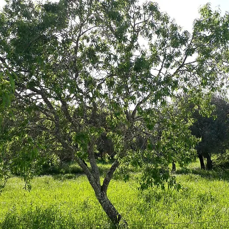 Εξοχικό σπίτι Quinta Do Pego Azul - Country House *